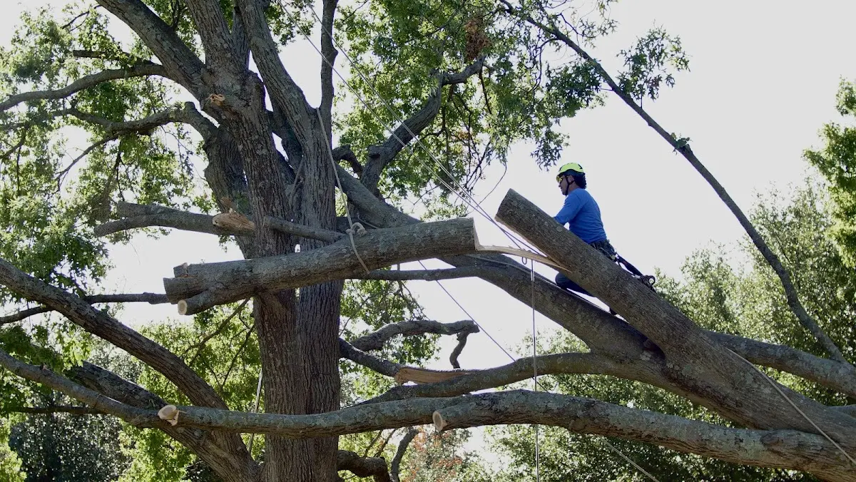 Professional Crown Thinning performed by certified arborists in Wahkon